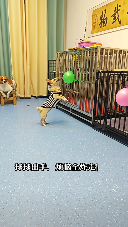 可愛的大耳朵球球，開心快樂爆氣球