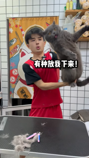 藍胖子脫敏洗護記：一場人與貓的斗智斗勇