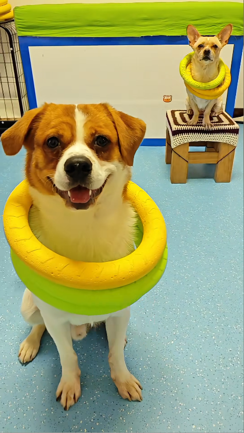 小狗套圈樂不停，萌趣瞬間治愈所有煩惱