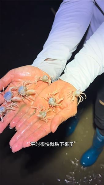 凌晨趕海歡樂多，潮間帶收獲滿滿海鮮盛宴