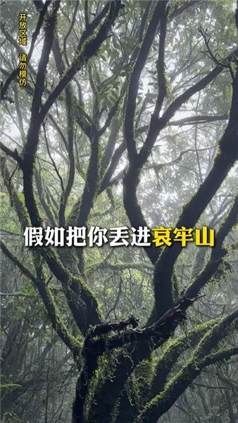 探秘哀牢山傳說中的 “魔界入口”，深入原始密林尋罕見巨型菌窩