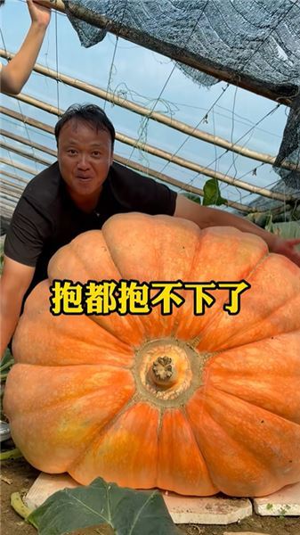 花 14400 元買巨型南瓜，新農人實地探秘壽光 “南瓜王” 背后的致富賽道