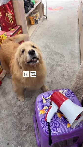 金毛 QQ：萬能金毛，世間瑣事幾乎沒有它辦不成的