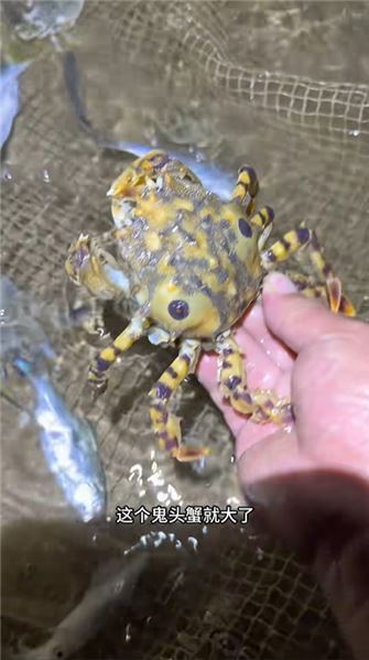 來咯來咯，又來海田趕海覓食咯！今天又能美餐一頓了！