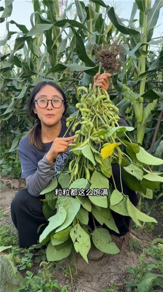 沒想到被老媽種在田埂上的毛豆，也能給家里帶來一份收入，珍惜每一寸土地，小收獲也知足。