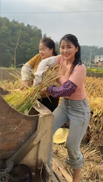 剛收完玉米，馬上下田割稻！苗族姑娘的秋收有多硬核