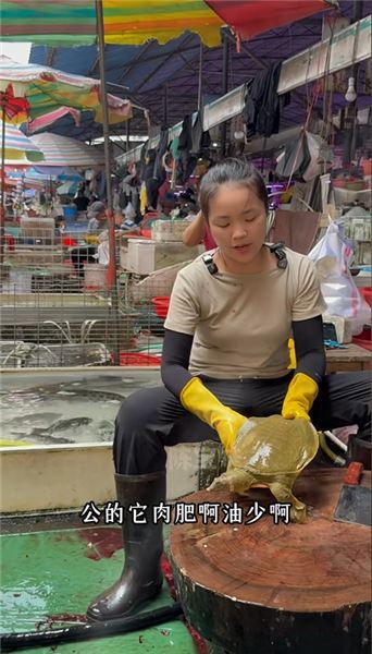 菜市場干貨｜跟著魚攤老板娘學挑選處理甲魚，家宴硬菜不再犯難
