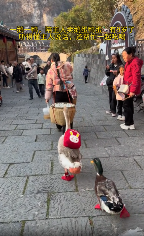 守家伴母賣山貨，九歲鵝鴨是家人，余生相伴不相離